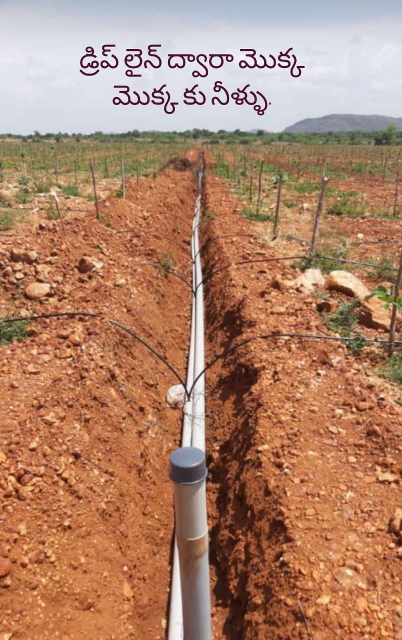 Drip Irrigation